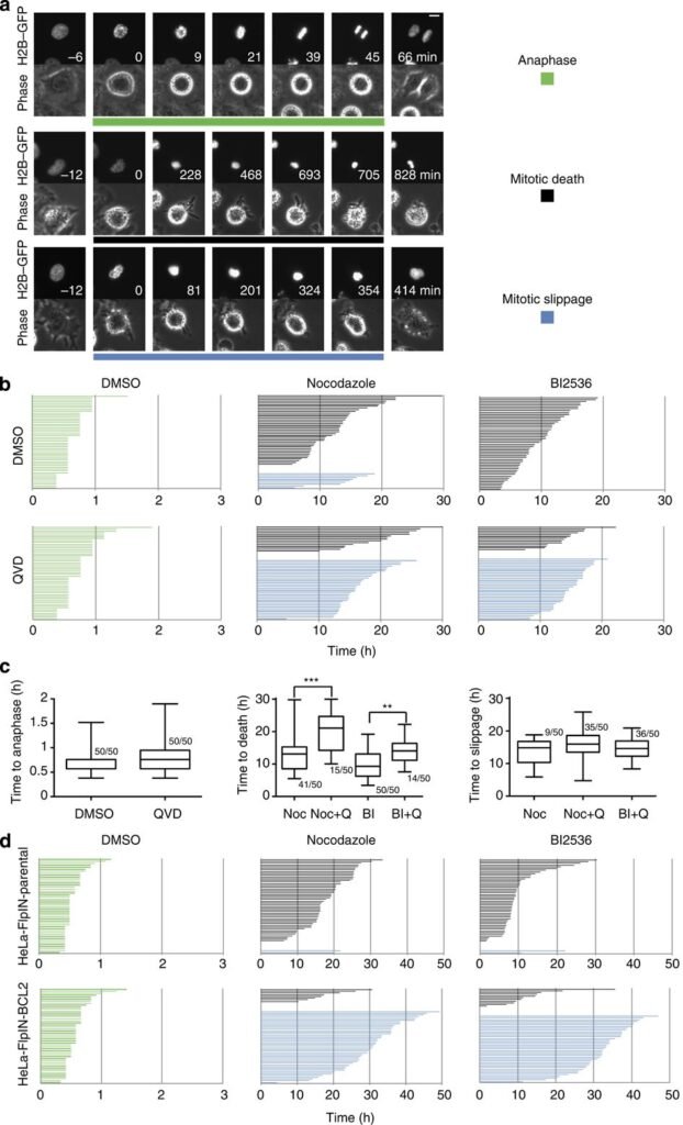 Korint 10 Mg 50 Film Tablet 1 Korint 10 Mg 50 Film Tablet 31255