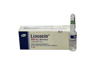 Lincocin 600 Mg/2 Ml Im/Iv Enjeksiyonluk Çözelti (1 Ampul) 1 Lincocin 600 Mg 2 Ml Im Iv Enjeksiyonluk Cozelti 1 Ampul 23011