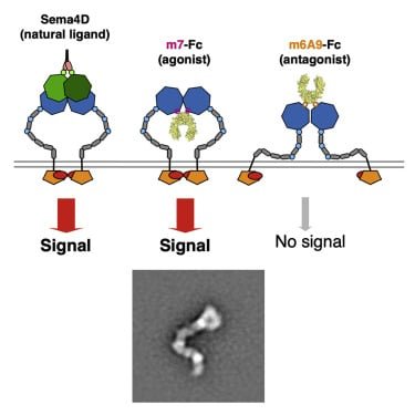 Novo-Cyan 2 Cc.6 Ampul 1 Novo Cyan 2 Cc.6 Ampul 32622