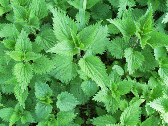 Set Lance - Insulin Kalem İğne Ucu - Set Lance - 31Gx5 Mm 0.25X5 Mm 1 Set Lance 8211 Insulin Kalem Igne Ucu 8211 Set Lance 8211 31Gx5Mm 0.25X5 Mm 25386