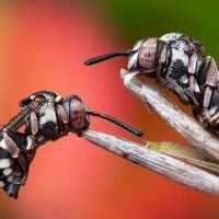 Topromoxin 1000 Mg 16 Film Tablet 35171